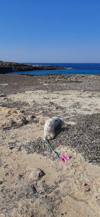 Che Vista!! Ostuni ,Sulle Bianche Mura Con Vista Mozzafiato ภายนอก รูปภาพ