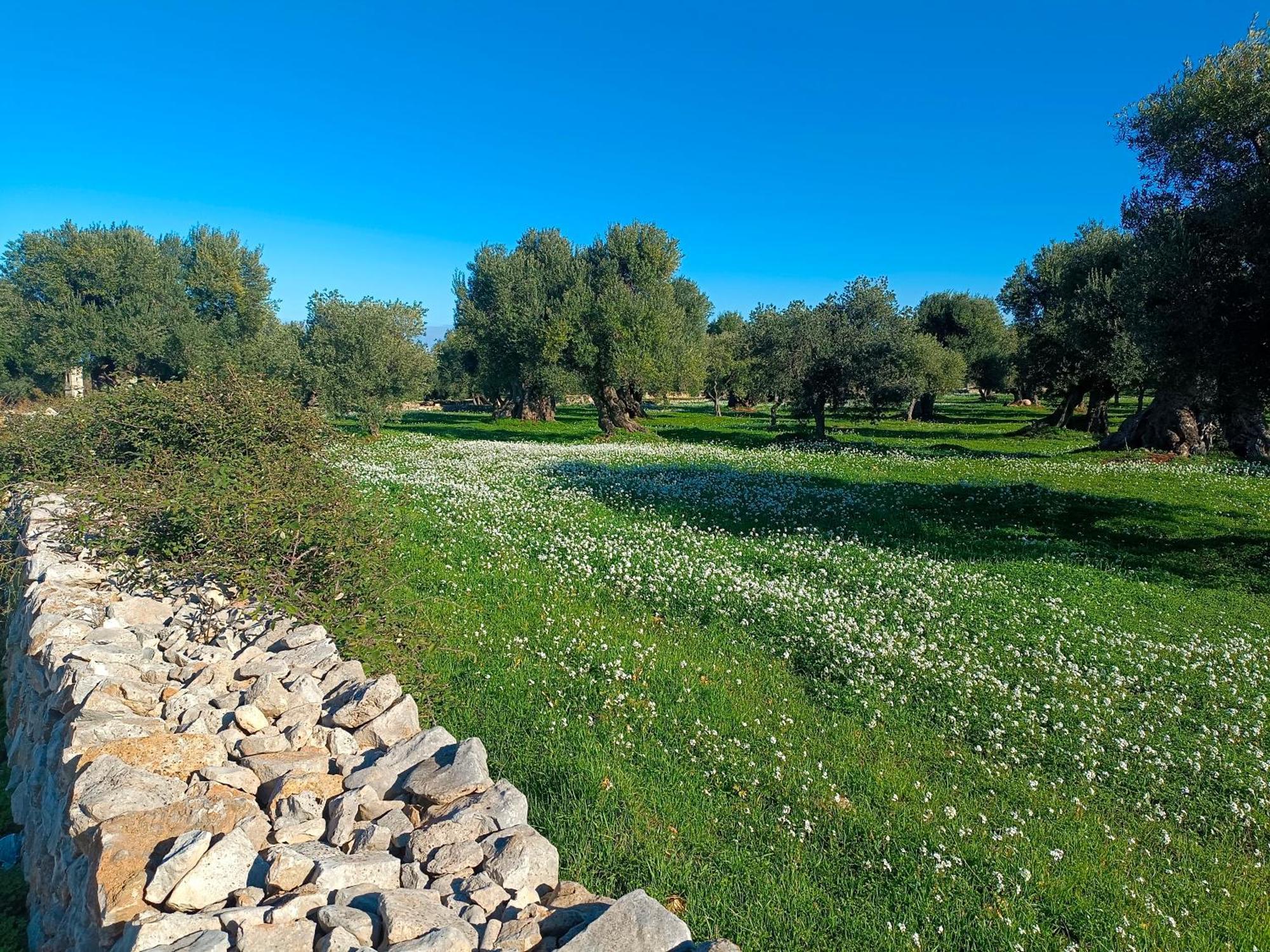 Che Vista!! Ostuni ,Sulle Bianche Mura Con Vista Mozzafiato ภายนอก รูปภาพ